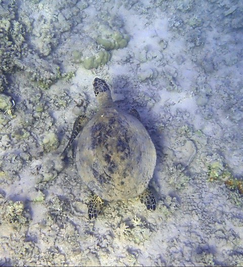 turtle red sea