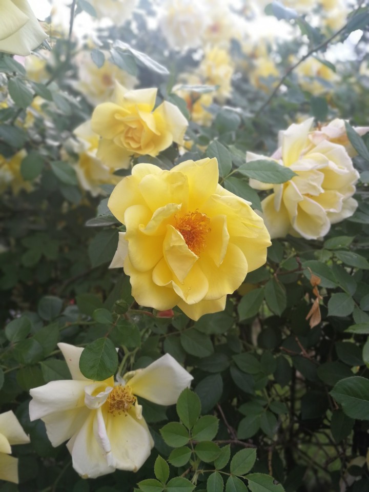 yellow rose