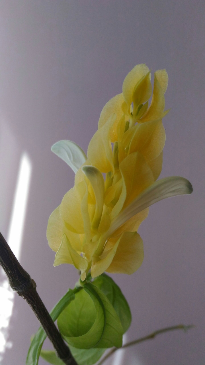 yellow flower