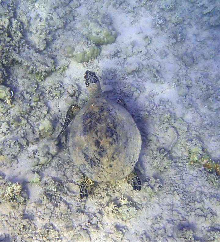 turtle red sea
