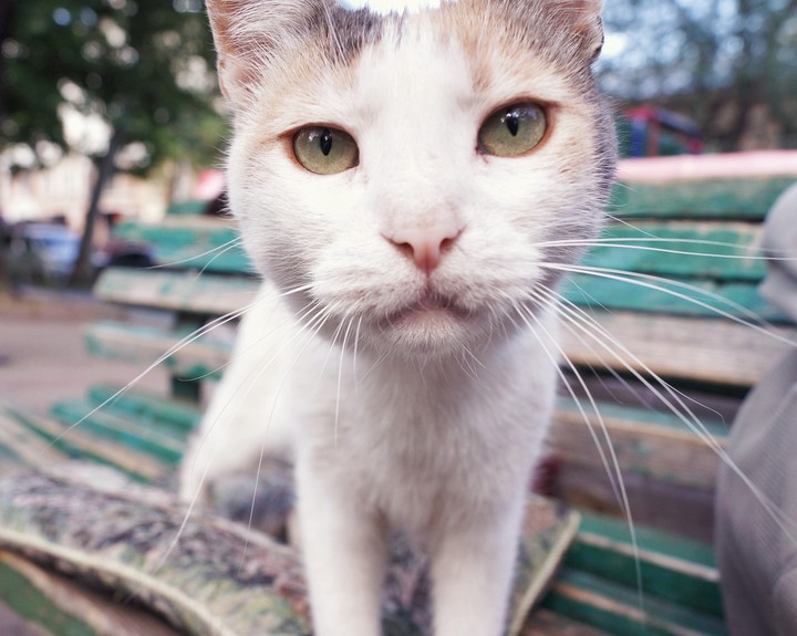 кошка
