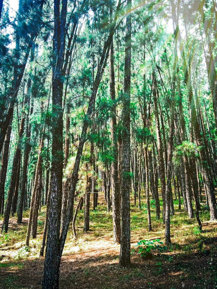Pine forests..