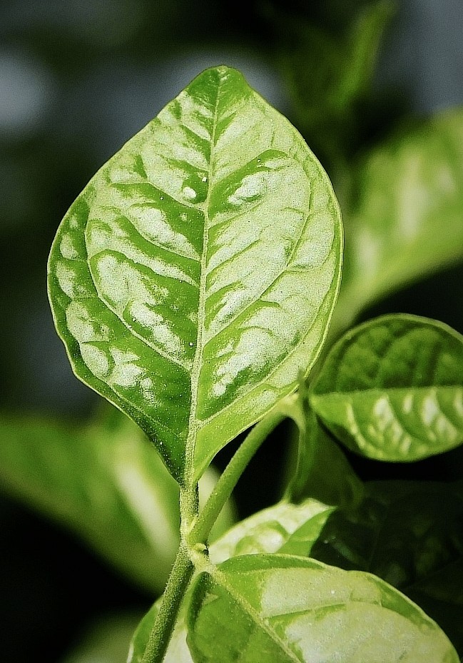 refreshing image... nature's beauty