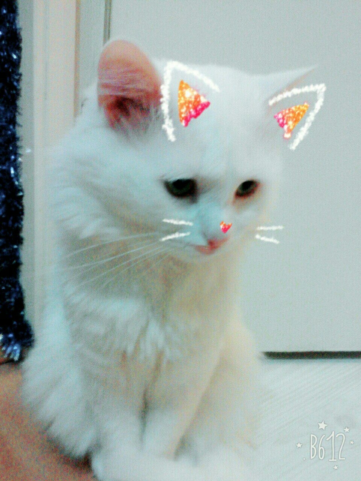 kitten ^^