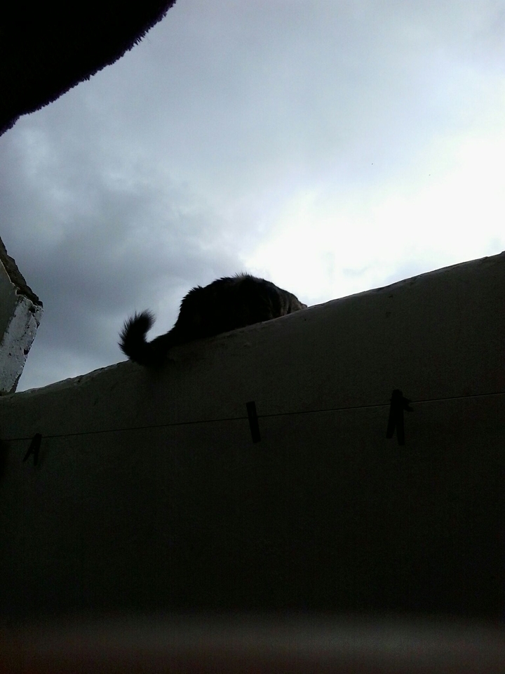 cat