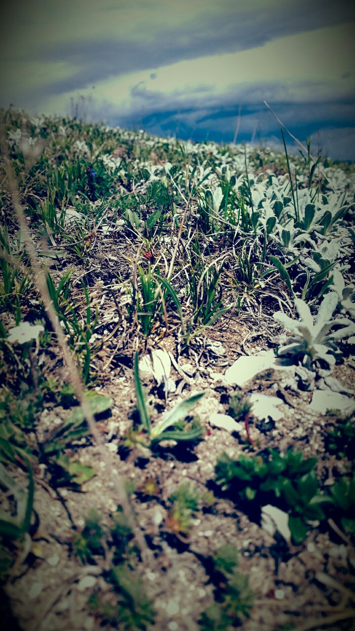 Grass in the Caucasus mountains