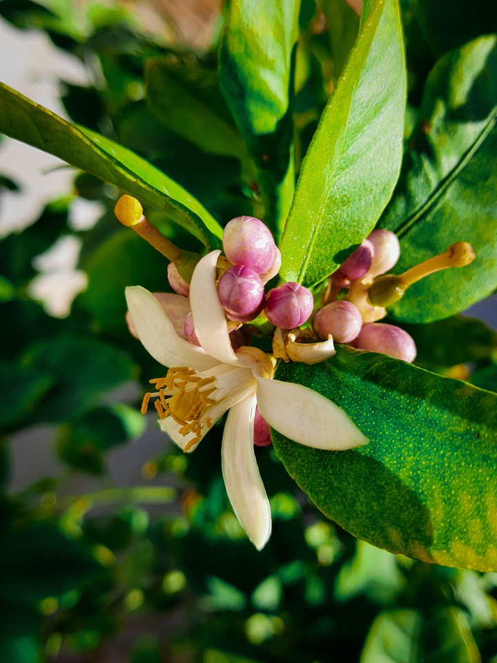lemon flower