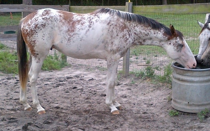 All the Pretty Horses