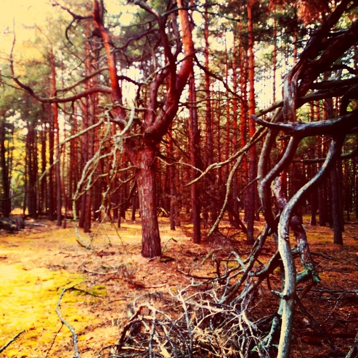 Grimm Brothers Forest