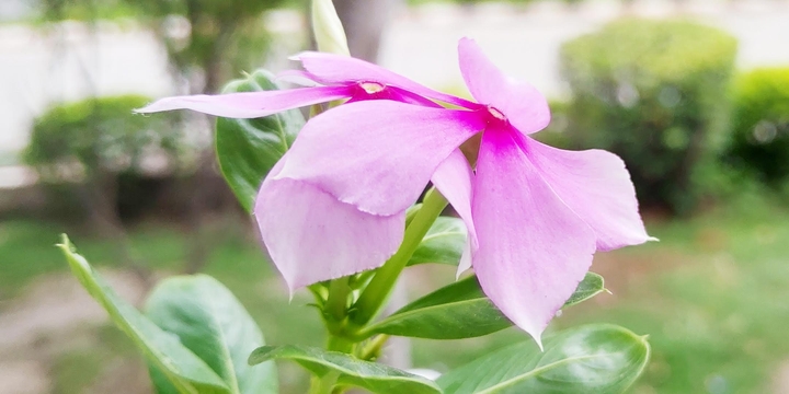 pink...