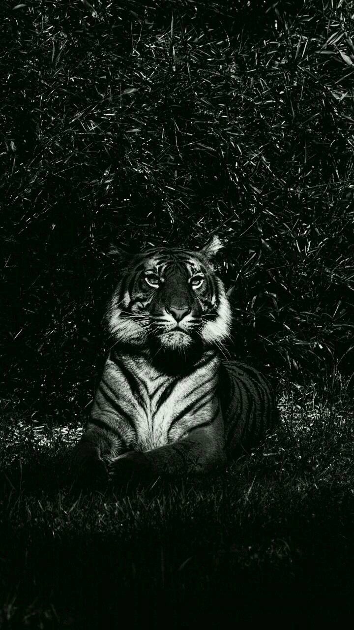LEON KING