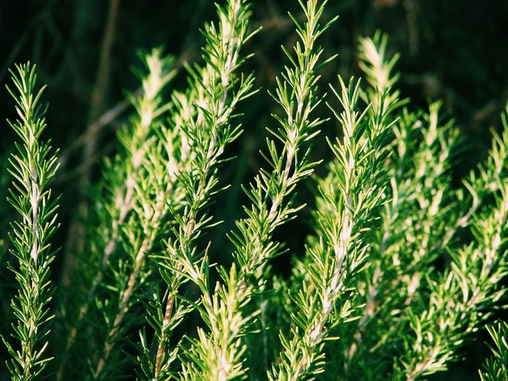 Rosemary