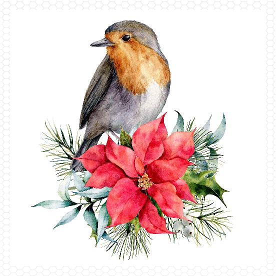 Christmas wren
