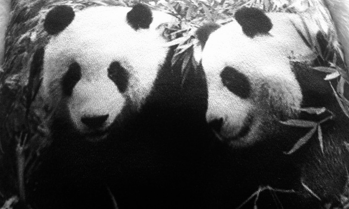 panda