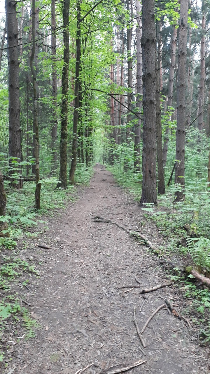 forest