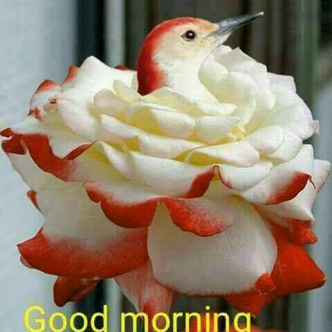 good morning