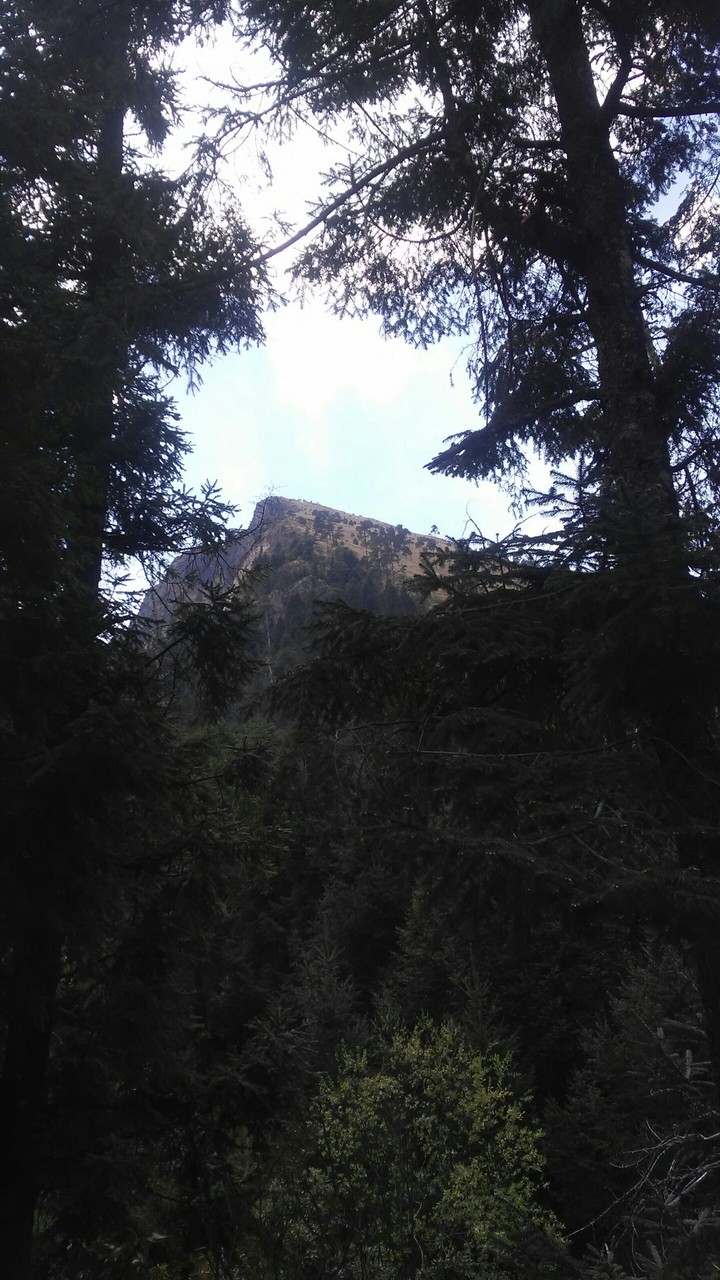 pico de águila
