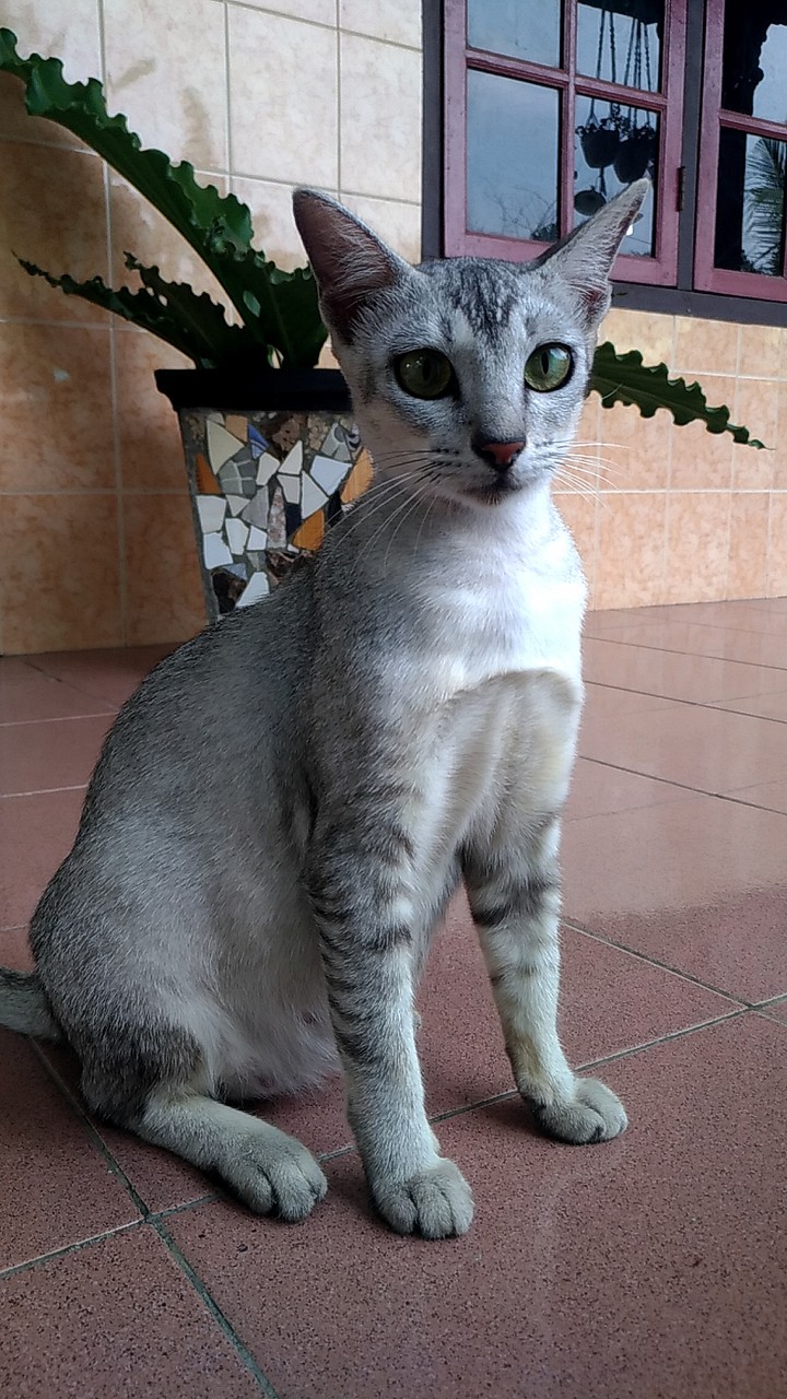 meera...