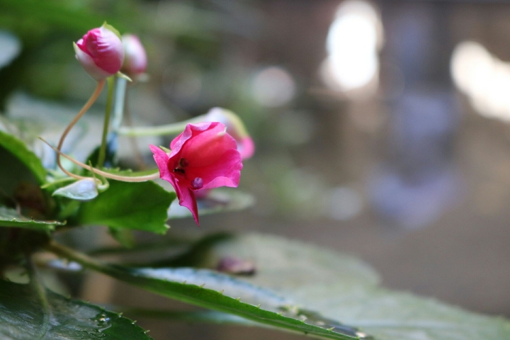 Flower || Barcelona