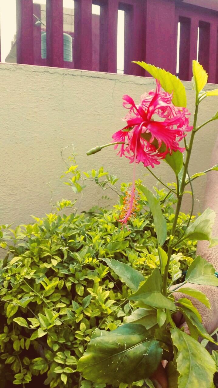 Pink flower