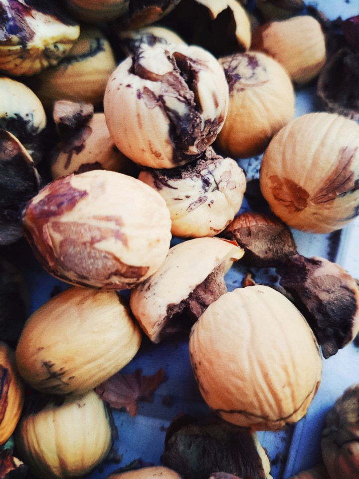 Autumn acorns