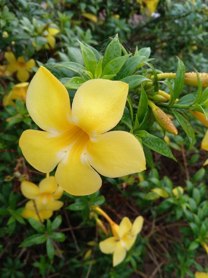 Alamanda