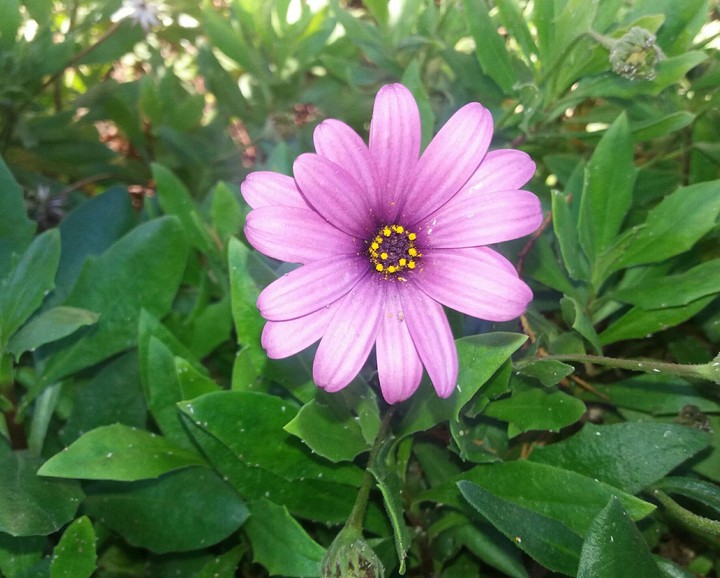 simple and pretty