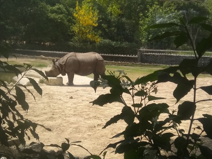 rhino