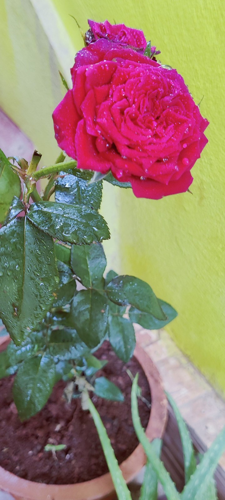 pink Rose
