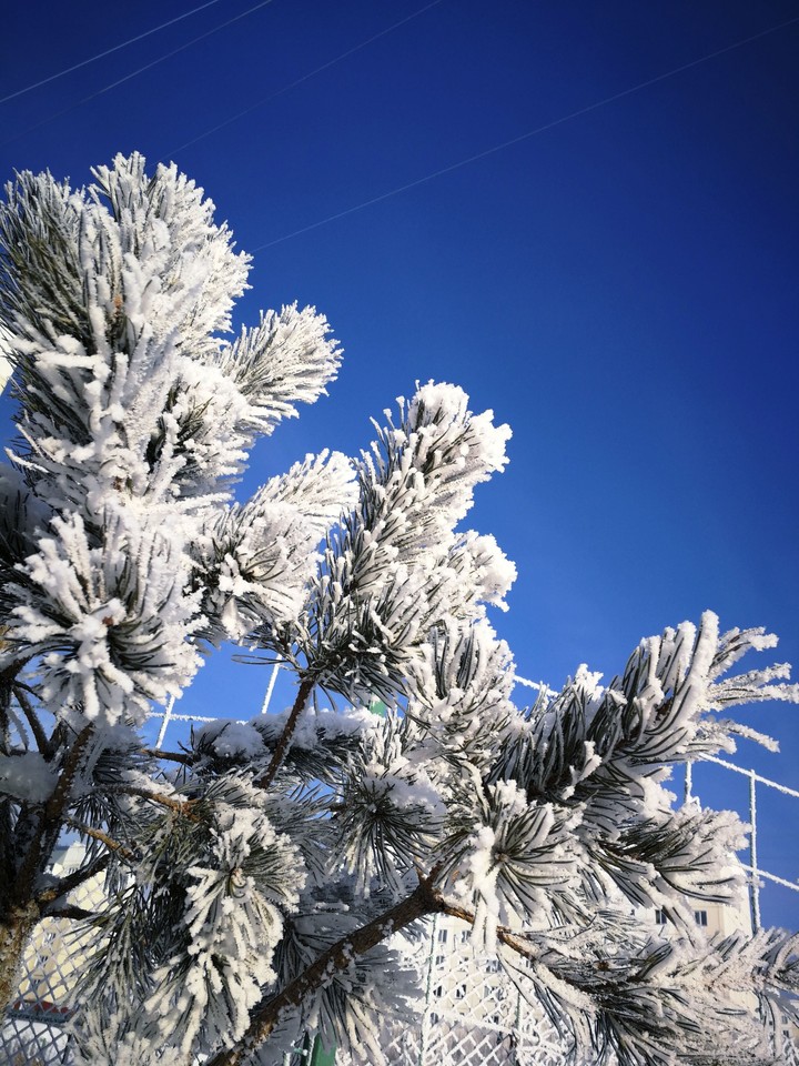 blue frost