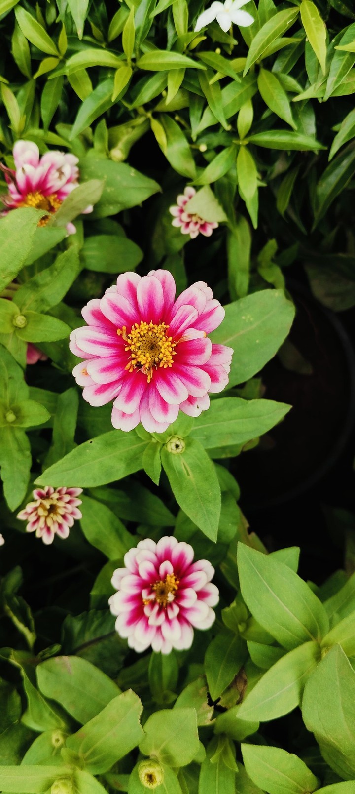 The Language of Blooms.