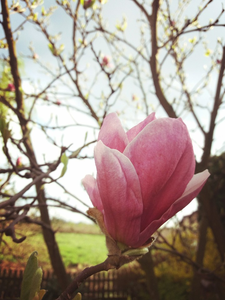 Spring