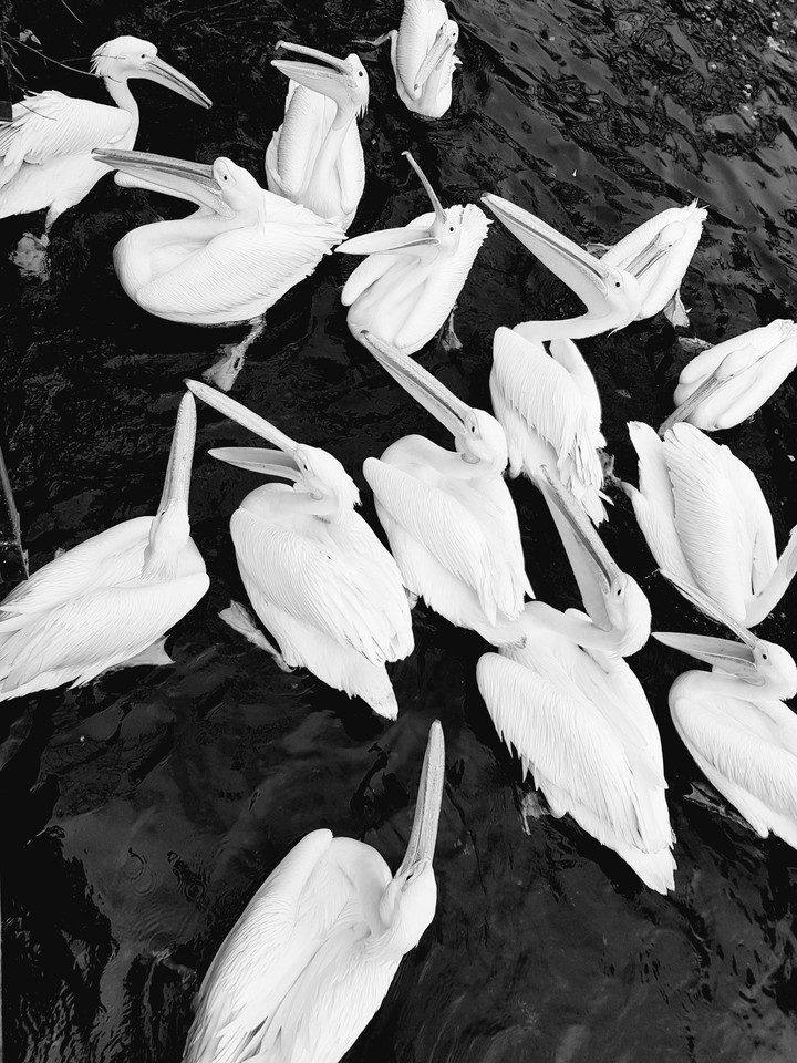 Black & White
