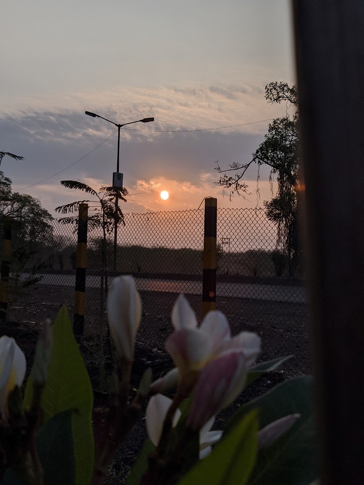 sunrise#flower#tree