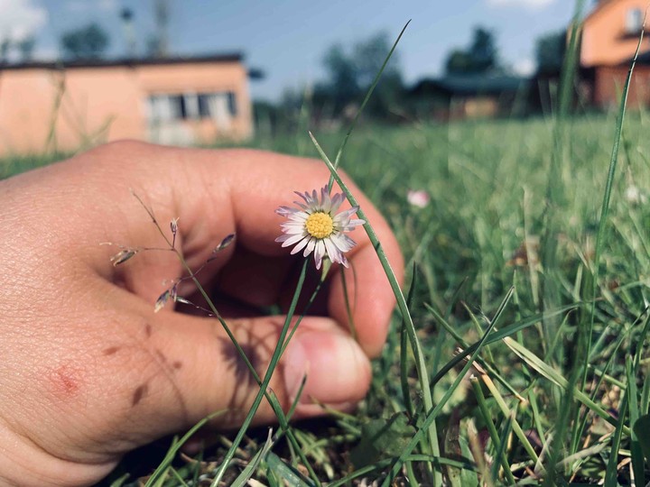 Flower in my hand