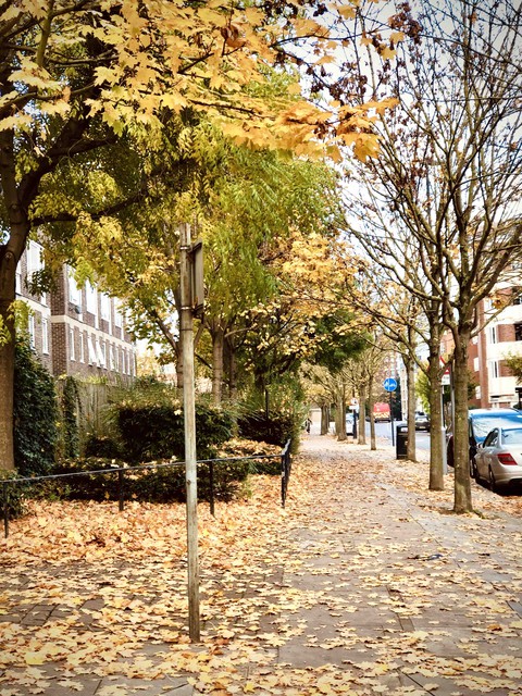 fonds d'écran plant, deciduous