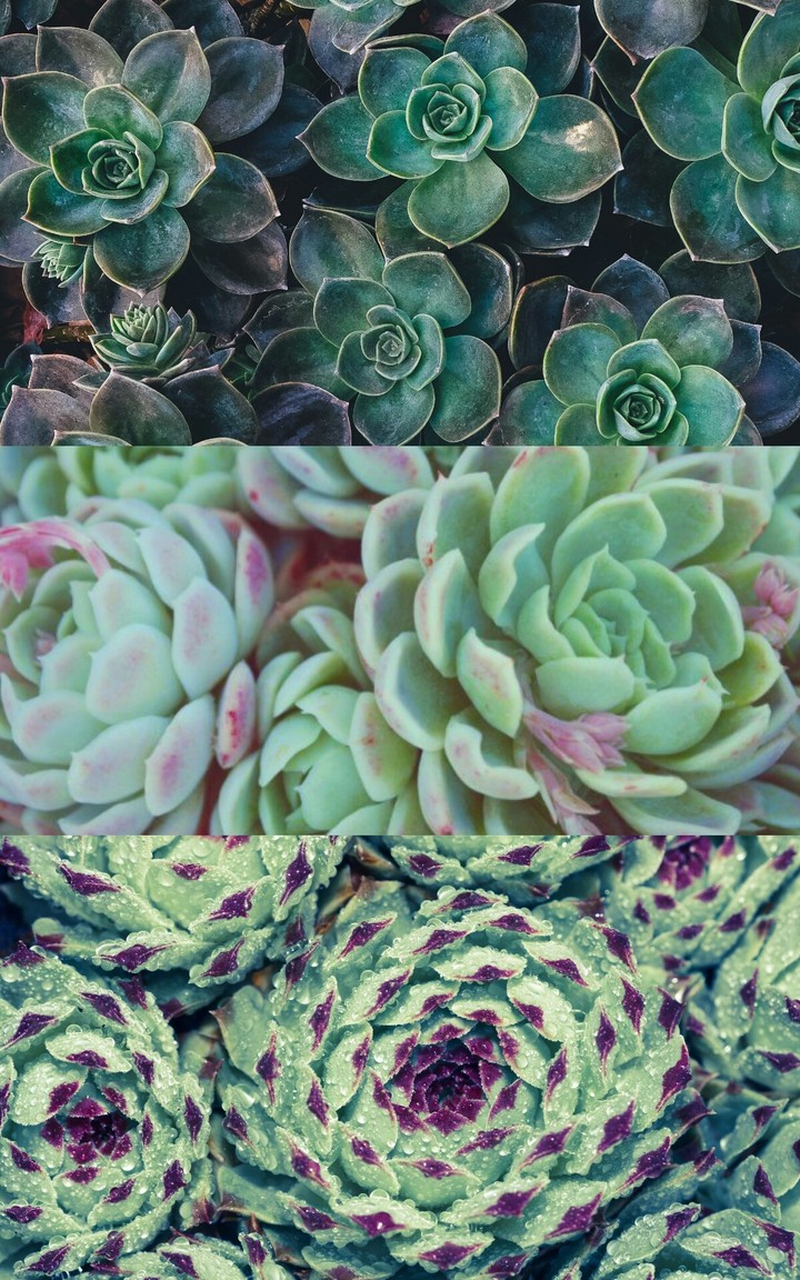 SuccUlent
