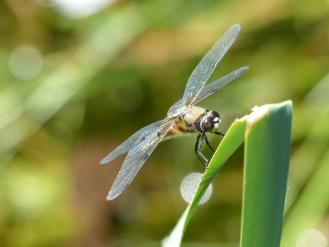 wildlife, libelle háttérképek