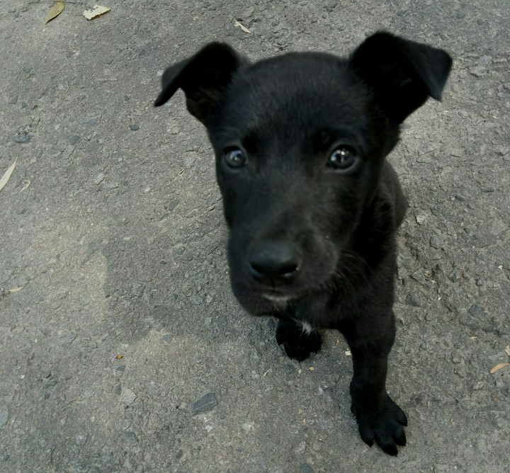 Собачка.