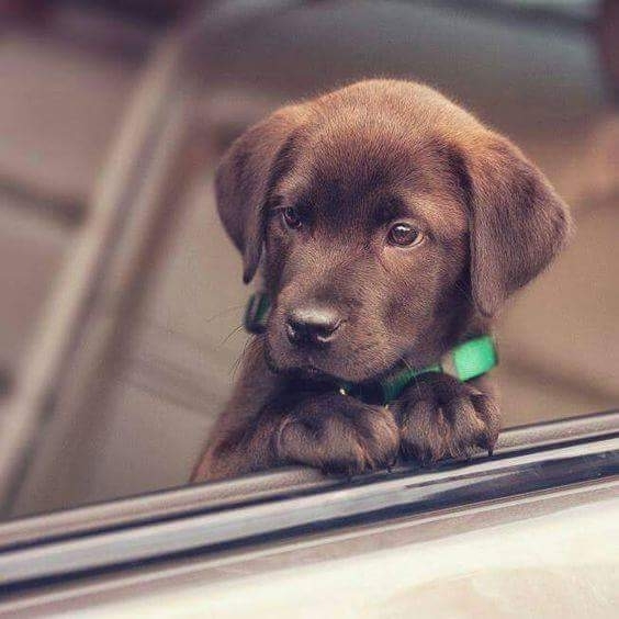 chocolate puppy
