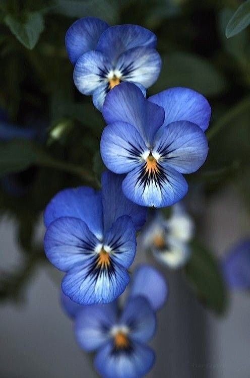 pansy
