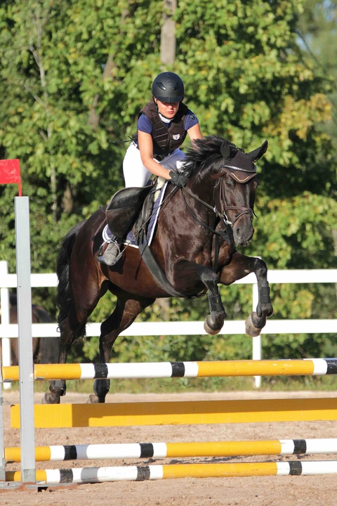 horse