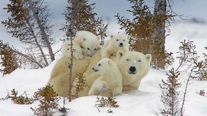 Mother polar bears and cubs