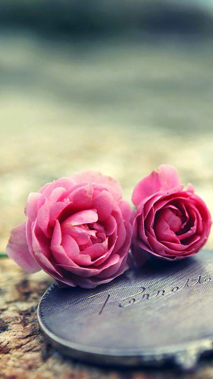 pinkrose