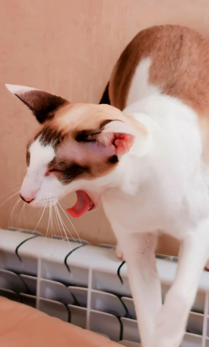 cat