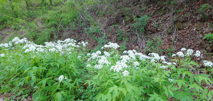 Tne sweet scent of wild flowers stopped me^^