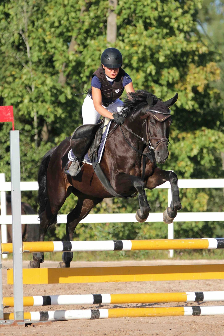 horse