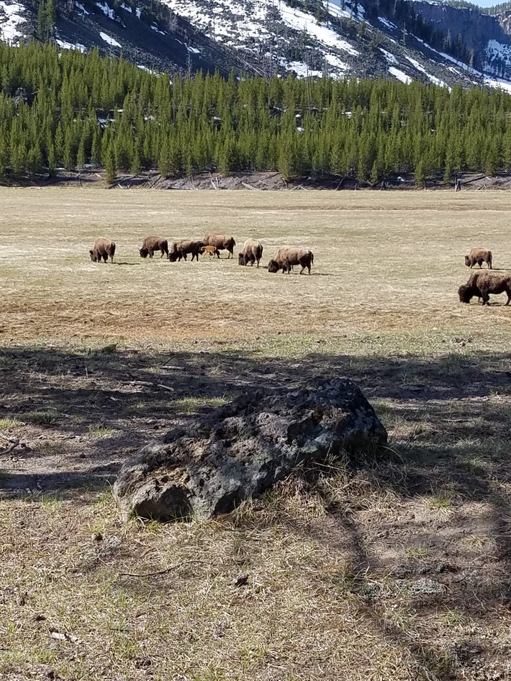 baby buffalo