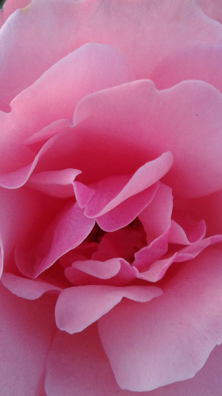pink rose