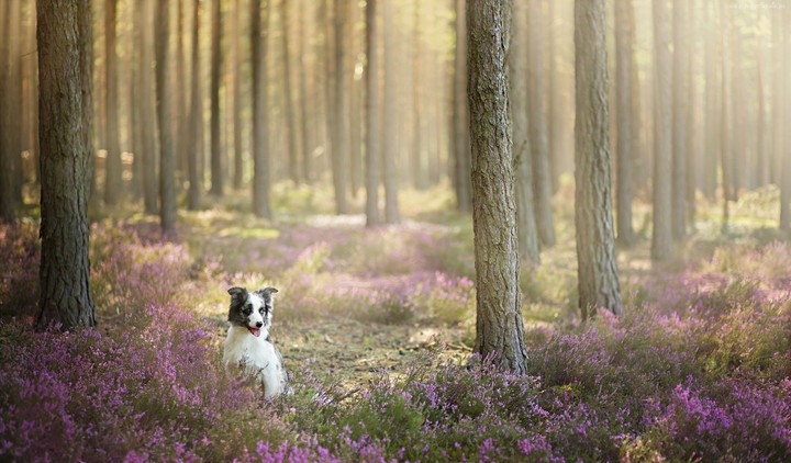 dog and flower